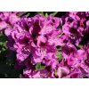 Rododendrón 'Rasputin'