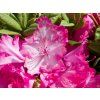 Rhododendron Sternzauber (3)