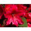 Rhododendron Taragona (1)