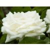 Ruža 'Alabaster®'