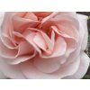 59091 2 ruze aphrodite