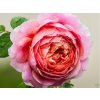 Ruža 'Eisvogel' (Balenie kontajner C2)