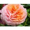 Ruža 'Chippendale® Duchess of Cornwall'