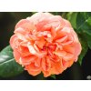 Ruža 'Chippendale® Duchess of Cornwall'