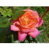 59307 1 ruze midsummer