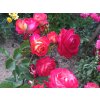 Ruža 'Midsummer®'  Rosa ´Midsummer®´