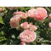 Ruža 'Pastella®' (Balenie kontajner C2)