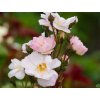 Ruža 'Perennial Blush®'
