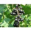 alder2