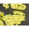 Rebríček obyčajný 'Sunny Seduction'- Achillea millefolium 'Sunny Seduction'
