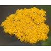 Řebříček tužebníkový 'Altgold' - Achillea filipendulina 'Altgold'