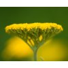 Řebříček tužebníkový 'Altgold' - Achillea filipendulina 'Altgold'