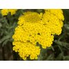 Rebríček túžobníkový 'Coronation Gold' - Achillea filipendulina 'Coronation Gold'