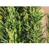 Tis červený 'Fastigiata Robusta'  Taxus baccata 'Fastigiata Robusta'