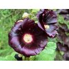 Ibiš ružový var.nigra - Alcea rosea var.nigra