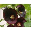 Ibiš ružový var.nigra - Alcea rosea var.nigra