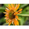 Echinacea 'Big Kahuna' - Echinacea 'Big Kahuna'