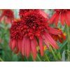 22824A Echinacea Hot Papaya A PO