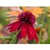 Echinacea Hot Papaya