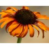 Echinacea 'Postman' - Echinacea 'Postman'