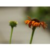 Echinacea 'Postman' - Echinacea 'Postman'