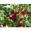 Višňa kríková 'Carmine Jewell' - kontajner
