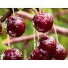 Višňa kríková 'Carmine Jewell' - kontajner