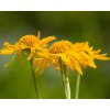 Helénium Hoopsovo - Helenium hoopesii