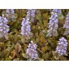 Zbehovec plazivý 'Rainbow' - Ajuga reptans 'Rainbow'