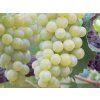 sauvignon