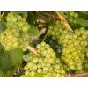 chardonnay