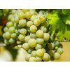 chardonnay2