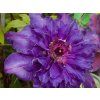 Clematis The President (2)