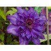 Clematis The President (1)