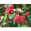 Schizandra čínska 'Sadova NO 1'