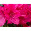 Japonská azalka 'Georg Arends'