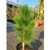 Pinus Green Tower (1)