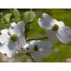 cornus florida