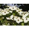 Cornus kousa (2)