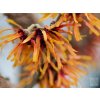 Hamamel prostredný  'Diane' - Hamamelis x intermedia 'Diane'