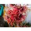 Hamamelis Diane(2)