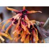 Hamamel prostredný  'Diane' - Hamamelis x intermedia 'Diane'