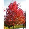 acer rubrum