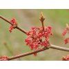 acer rubrum 2 1