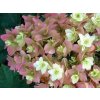 Hortenzia dubolistá 'Snowflake'
