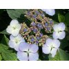 Hortenzia pílovitá 'Bluebird'