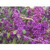 profusion2