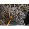 Sambucus Black Lace