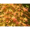 Javor dlaňovitolistý 'Sangokaku'