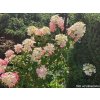 Hortenzia metlinatá Fraise Melba 'Renba'